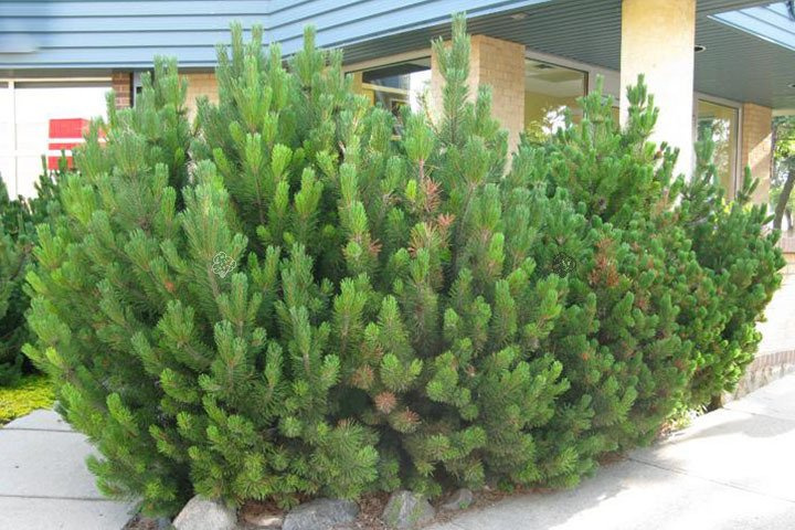 Sosna kosodrzewina górska Mugo Mughus Pinus C2