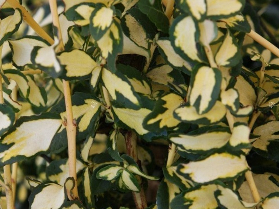 Trzmielina Fortune'a Mickaela Euonymus fortunei C2