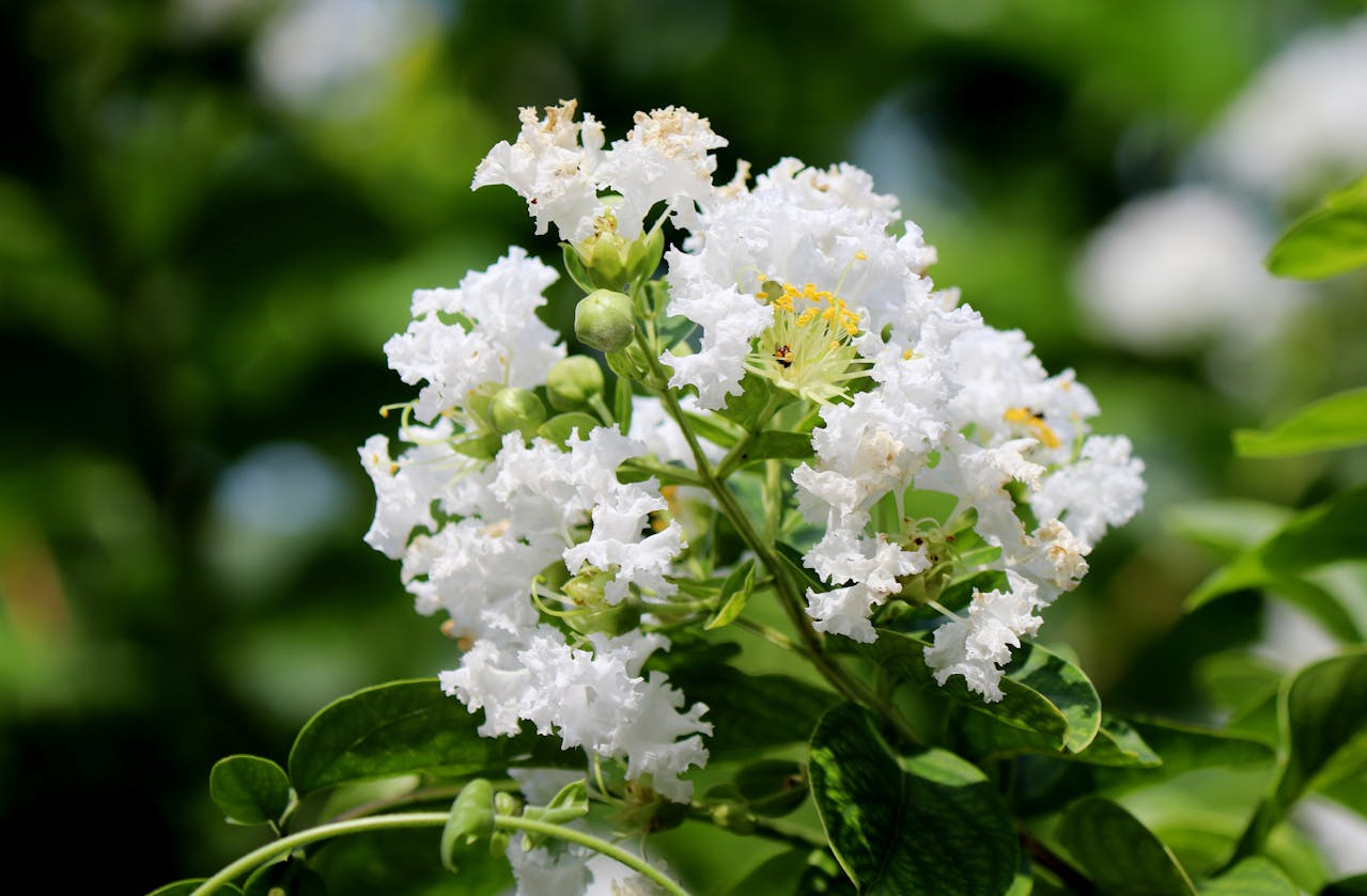 Lagerstroemia indyjska White Lagerstroemia indica P9