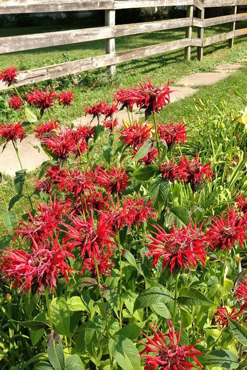 Pysznogłówka Panorama Red Shades Monarda P9