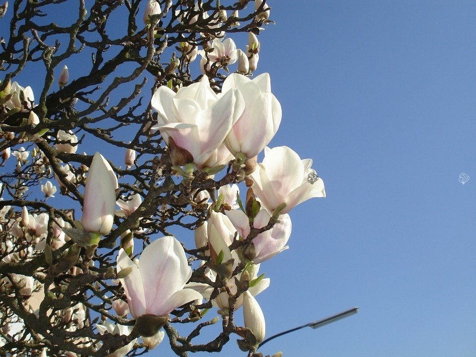 Magnolia Soulange'a Alba Superba Magnolia soulangeana C3