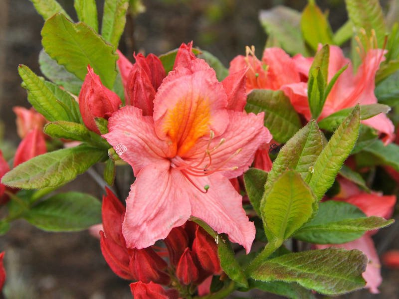 Azalia wielkokwiatowa Pink Delight Rhododendron (Knaphill) C4