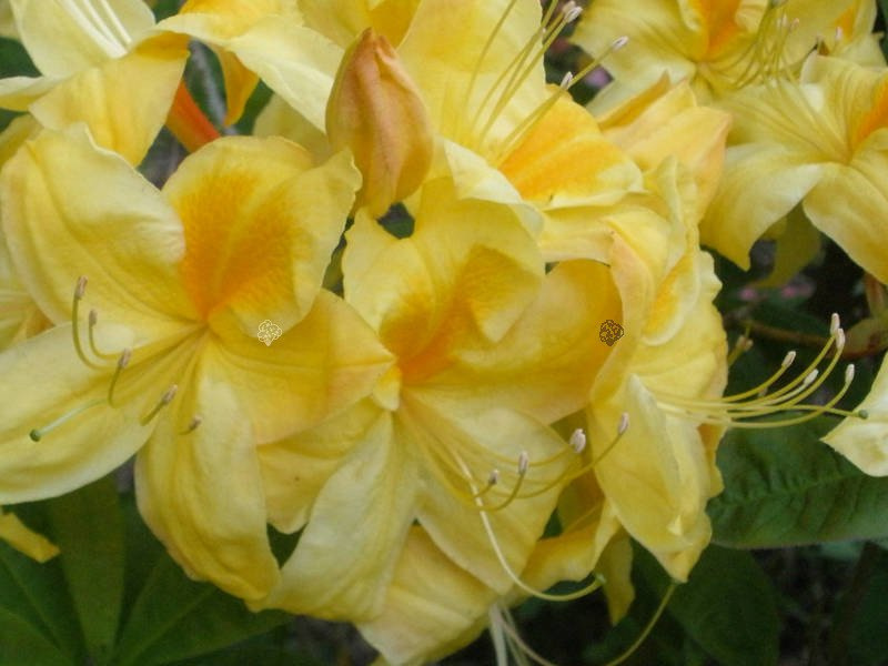 Azalia wielkokwiatowa Golden Sunset Rhododendron (Knaphill-Exbury) C4