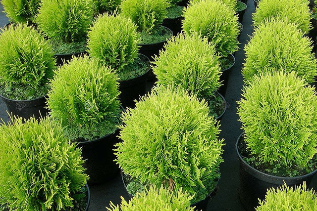 Tuja kulista Danica Thuja occidentalis