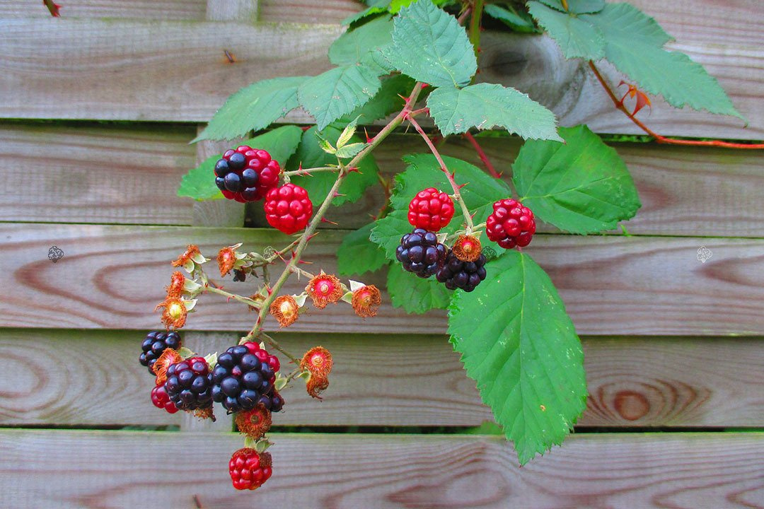 Jeżyna bezkolcowa Gazda Rubus fruticosa C2