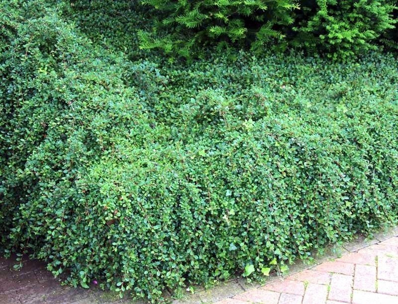 Irga Dammera Mooncreeper Cotoneaster dammeri C2
