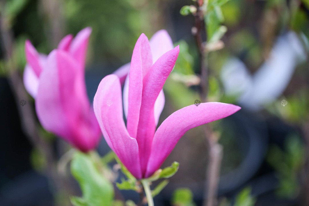 Magnolia Susan Magnolia C5