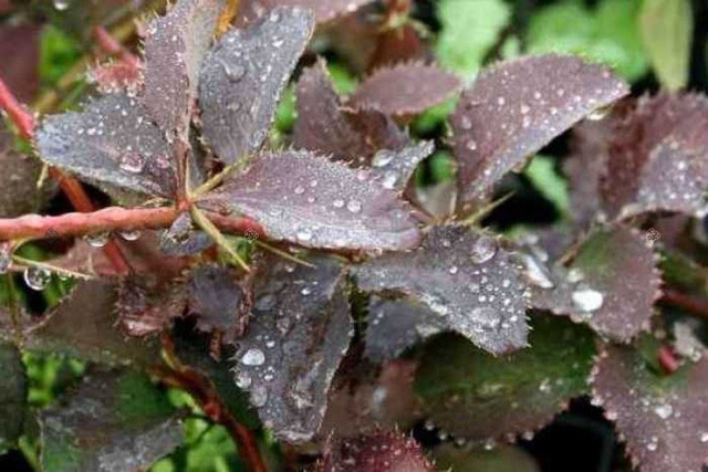 Berberys Mazurek Berberys chopinii P9