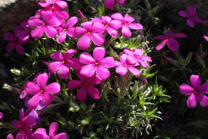 Floks Douglasa Crackerjack Phlox douglasii C1