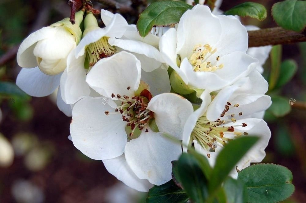 Pigwowiec pośredni Nivalis Chaenomeles superba P9