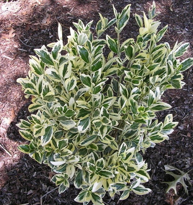 Trzmielina Fortune'a Silver Queen Euonymus fortunei P9