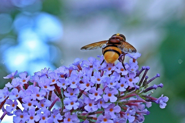 Budleja Davida Nanho Blue Buddleja davidii C2
