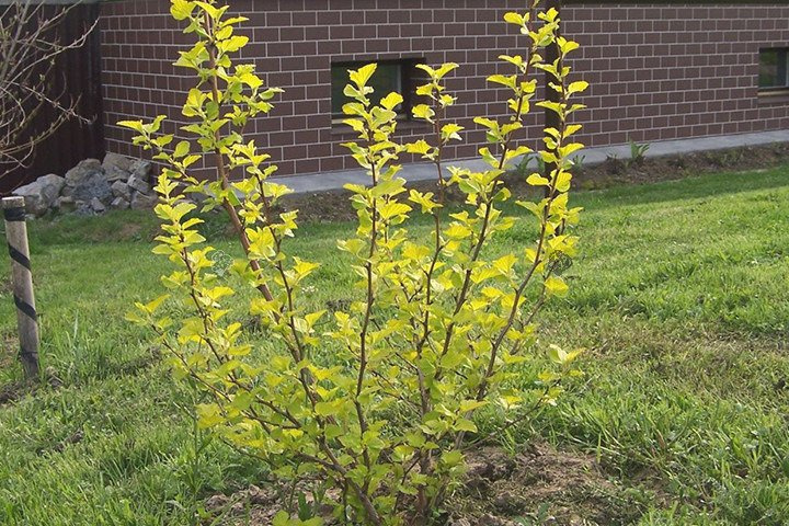 Pęcherznica kalinolistna Luteus Physocarpus opulifolius C2