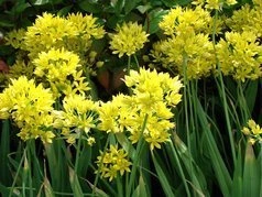 Czosnek południowy Allium moly P9