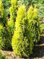 Tuja Jantar PBR Thuja occidentalis C3
