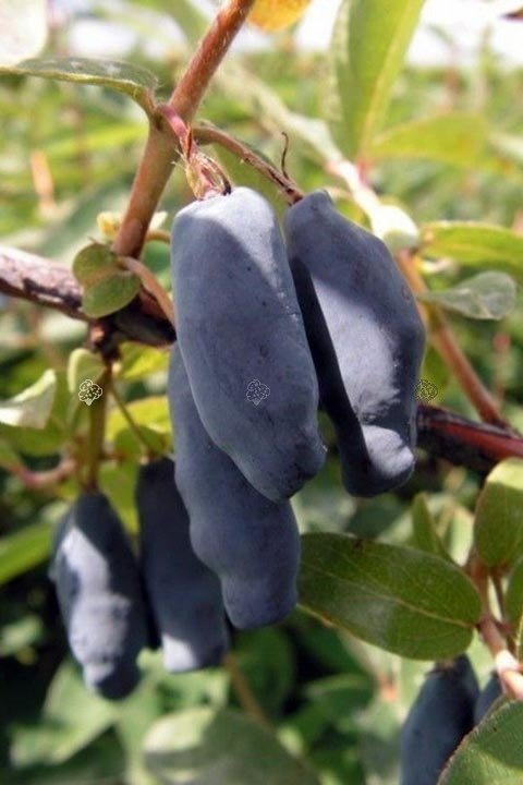 Jagoda kamczacka Atut Lonicera caerulea var. kamtschatica P9