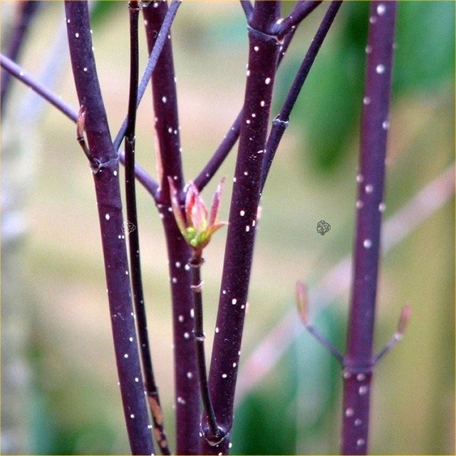 Dereń biały Kesselringii Cornus alba C3