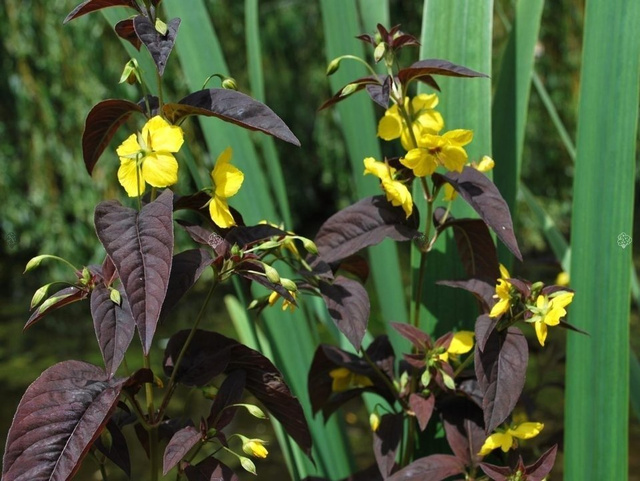Tojeść orzesiona Firecracker Lysimachia ciliata P9