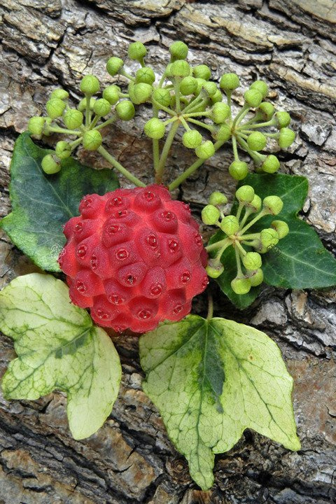 Dereń kousa Cornus kousa C3