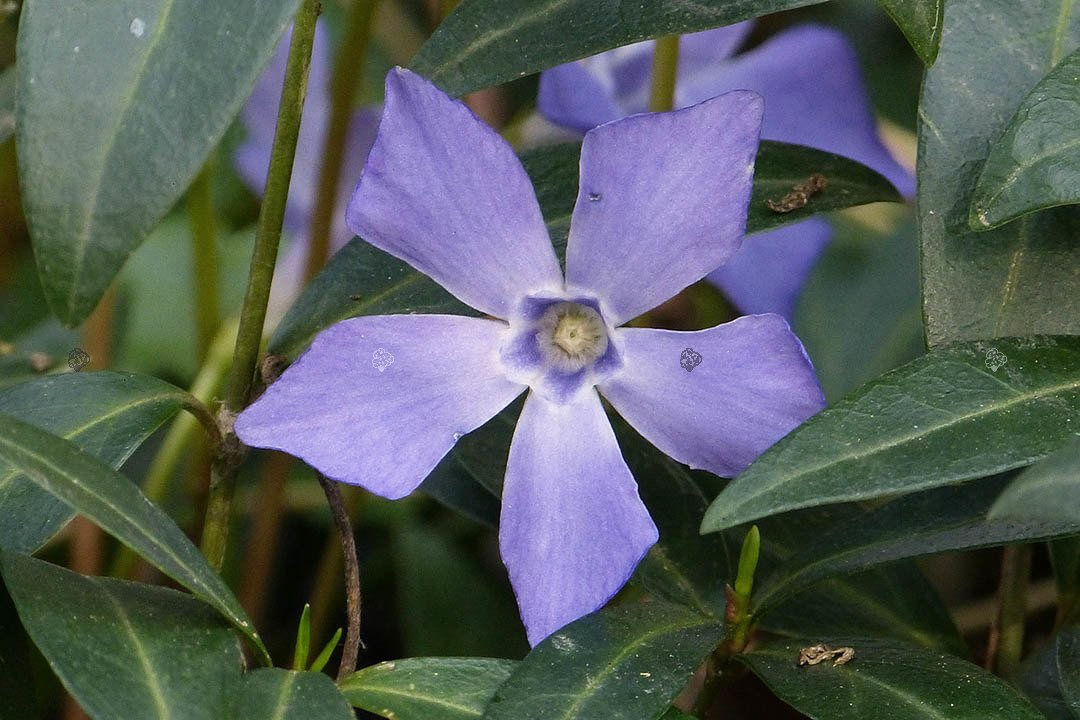 Barwinek pospolity Vinca minor P9
