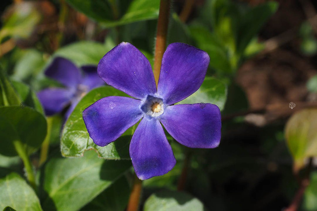 Barwinek pospolity Vinca minor P9
