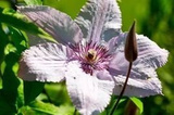 Powojnik Jan Paweł II Clematis C2