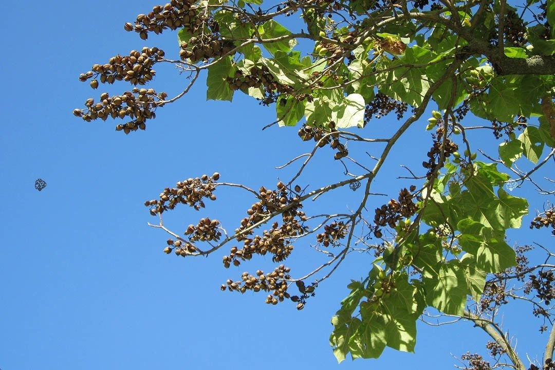 Paulownia cesarska Paulownia tomentosa C2