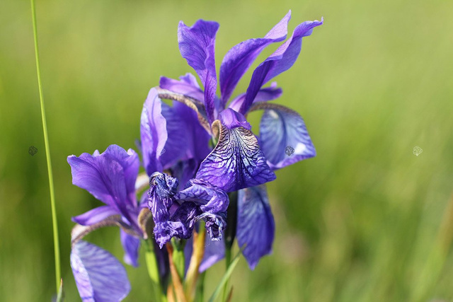 Kosaciec blady Variegata Iris pallida P9
