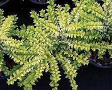 Suchodrzew mirolistny Golden Glow PBR Lonicera nitida C2