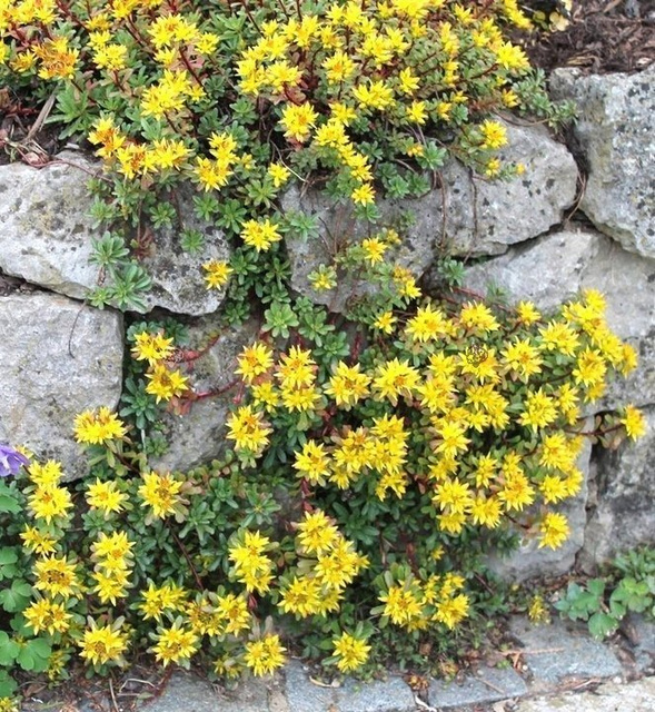 Rozchodnik kwiecisty Weihenstephaner Gold Sedum floriferum P9