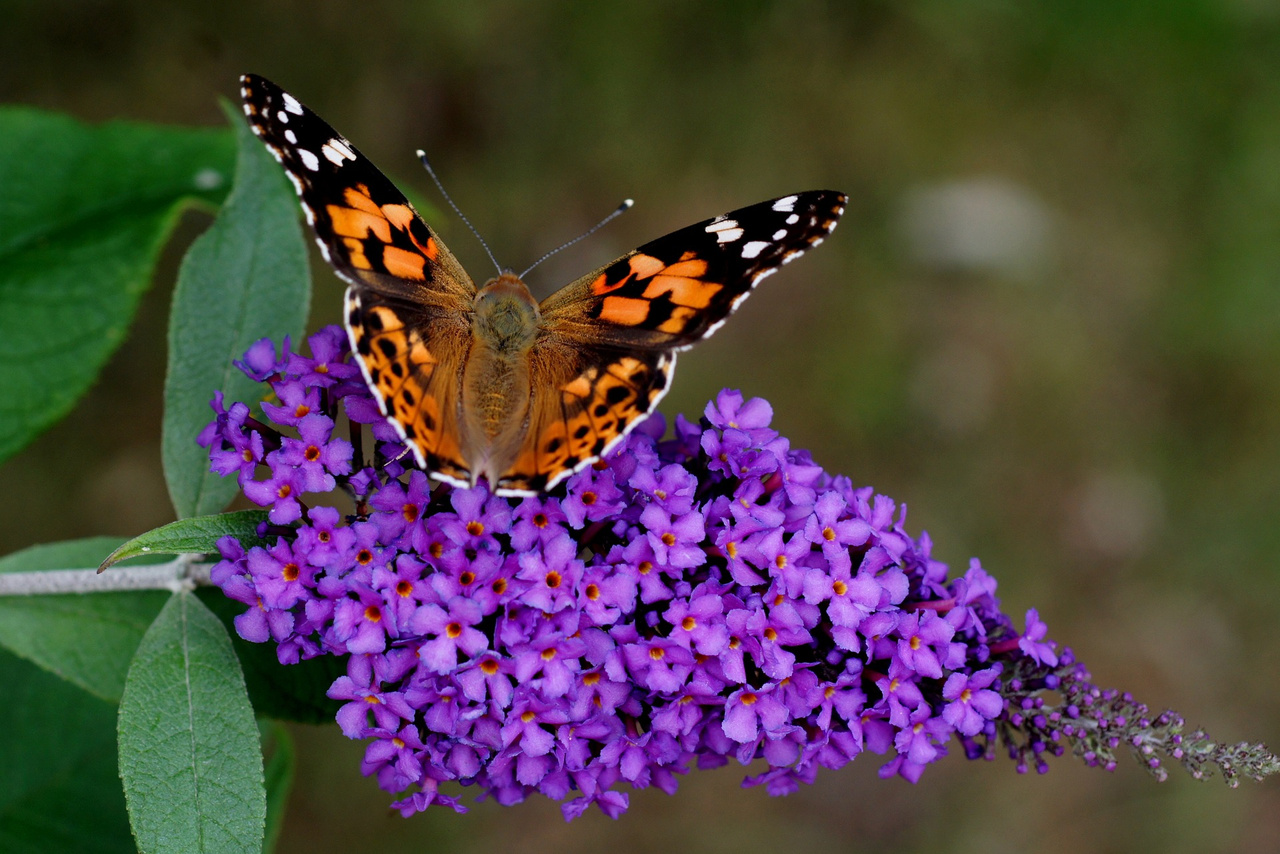 Budleja Davida Black Knight Buddleja davidii P9