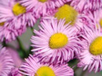 Przymiotno okazałe Rosa Juwel Erigeron speciosus P13
