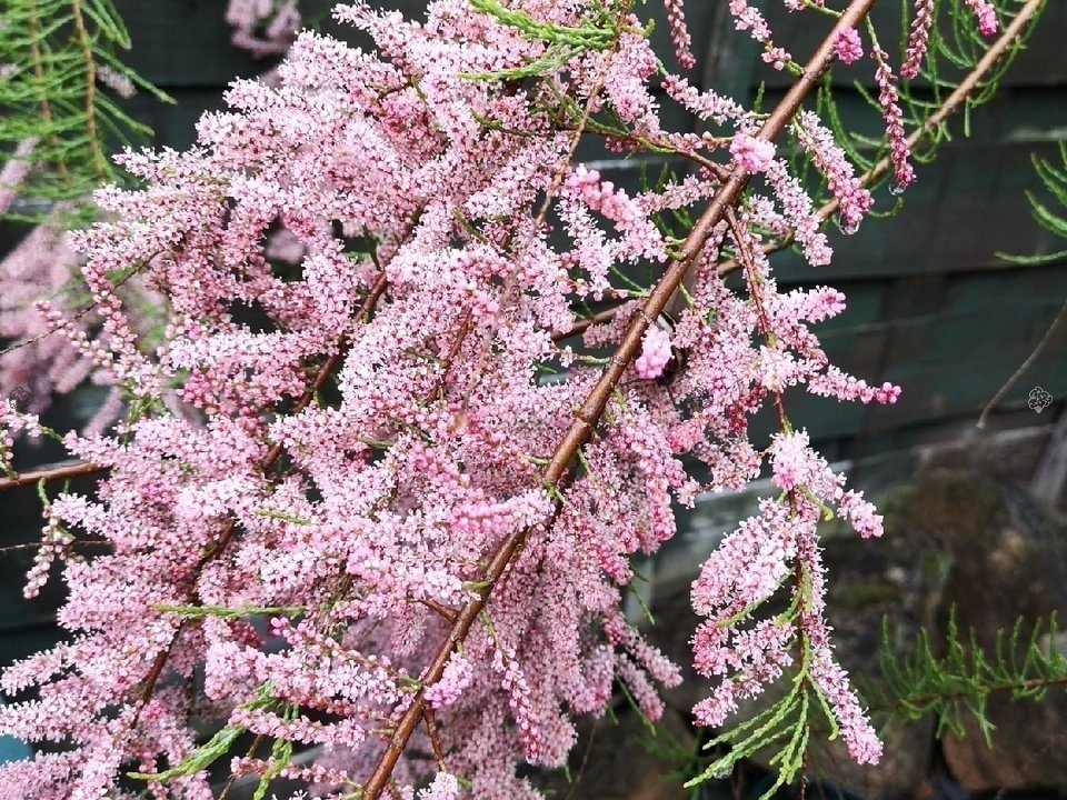Tamaryszek czteropręcikowy Tamarix tetrandra P9