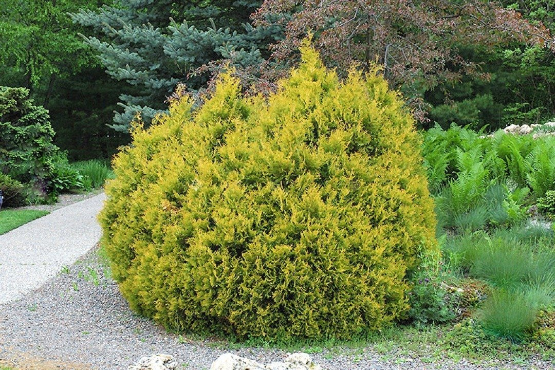 Tuja Rheingold Thuja occidentalis C3