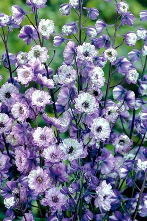Ostróżka ogrodowa La Boheme Delphinium elatum C2