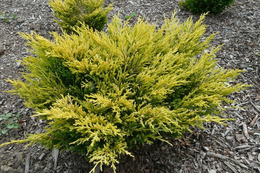 Jałowiec płożący Limeglow Juniperus horizontalis C2