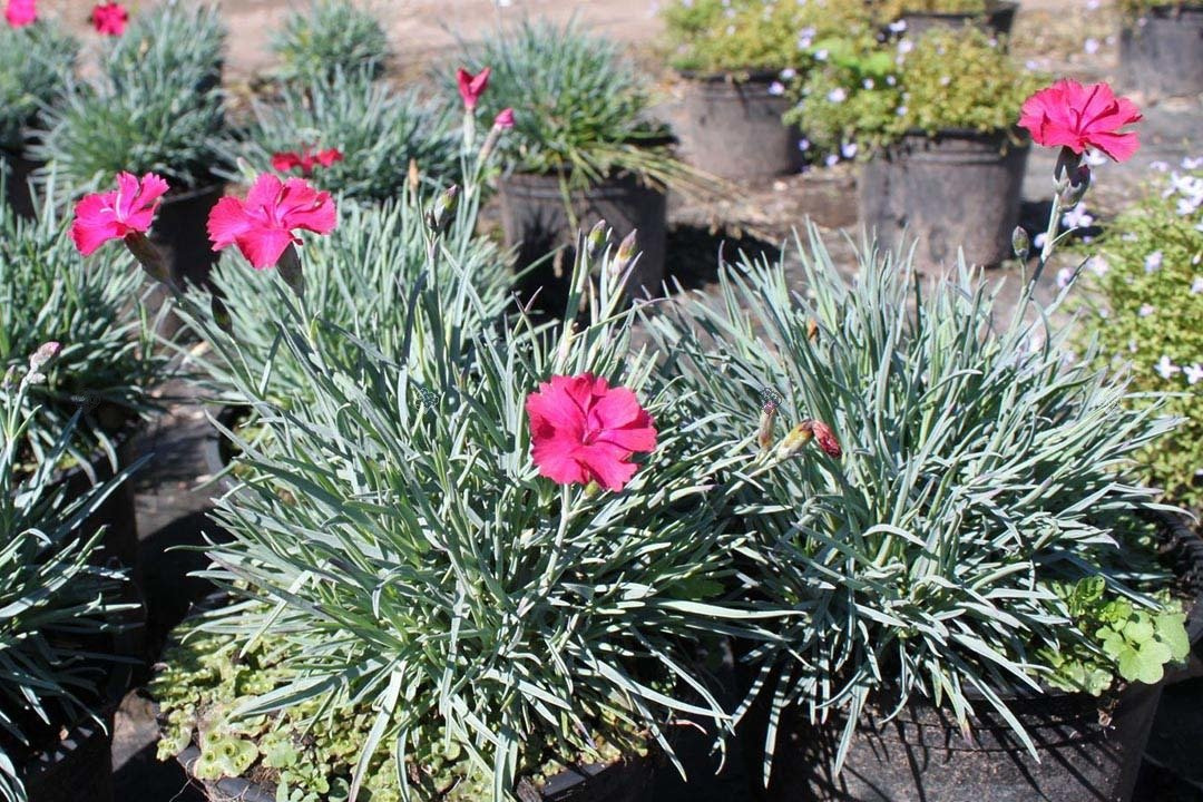 Goździk siny Badenia Dianthus gratianopolitanus P9