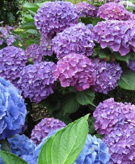 Hortensja ogrodowa Masja Hydrangea macrophylla C2