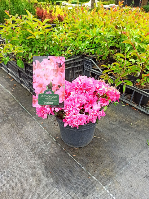 Azalia japońska Melina Rhododendron obtusum C2
