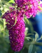 Budleja Davida Nanho Purple Buddleja davidii C2