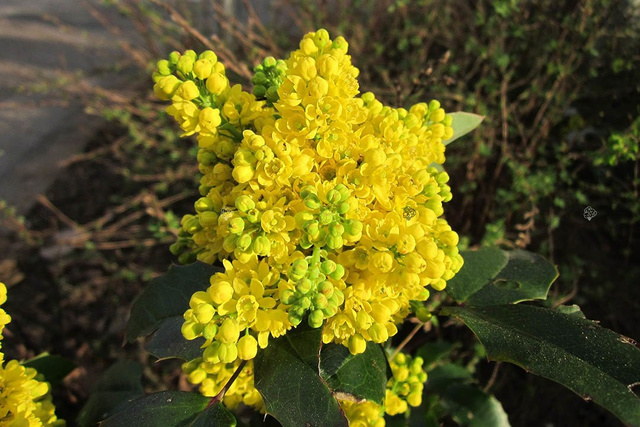 Mahonia pospolita Mahonia aquifolium C2