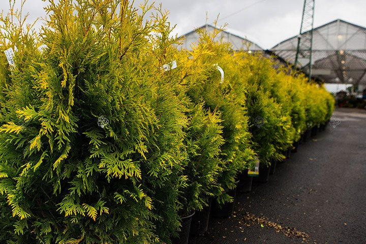 Tuja Yellow Ribbon Thuja occidentalis P9