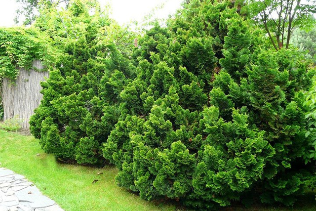 Cyprysik tępołuskowy Nana Gracilis Chamaecyparis obtusa C2