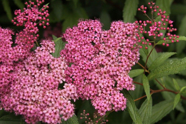 Tawuła japońska Froebelii Spiraea japonica C2
