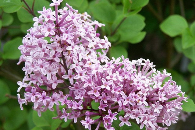 Lilak Meyera Palibin Syringa meyeri P9