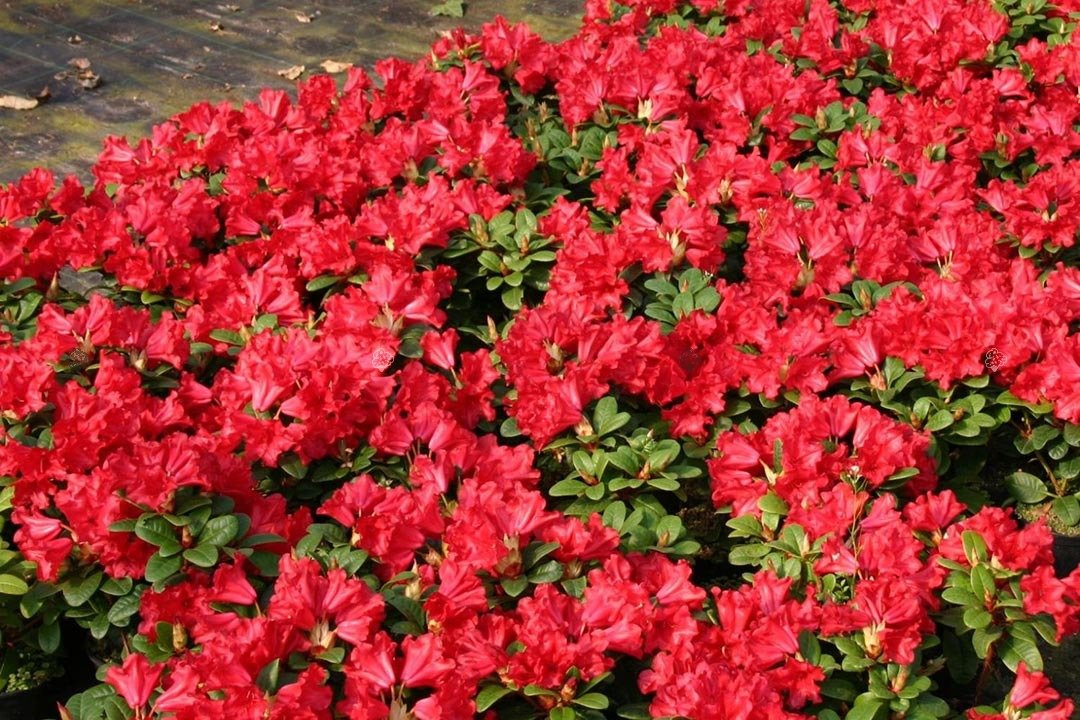 Różanecznik Baden-Baden Rhododendron C2