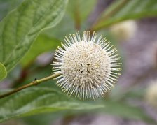 Guzikowiec zachodni Fiber Optics PBR Cephalanthus occidentalis C3
