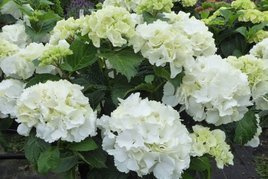 Hortensja ogrodowa Schneeball Hydrangea macrophylla Snowball C2