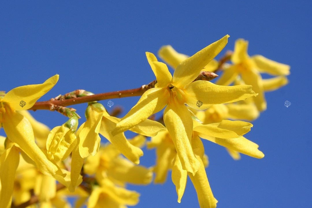 Forsycja zwykła Aurea PBR Forsythia suspensa C3