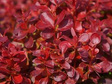 Berberys Thunberga Lutin Rouge PBR Berberis thunbergii C2